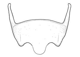   Anthidium jocosum  male, diagram showing ventral view of sixth sternum (S6), diagram from Gonzalez and Griswold 2013 
